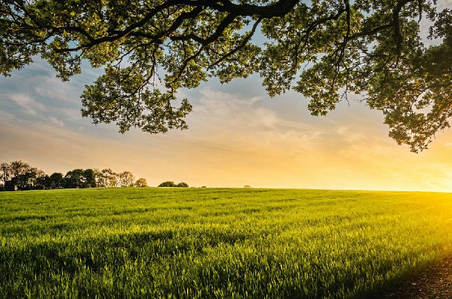 Sunny Farm Field